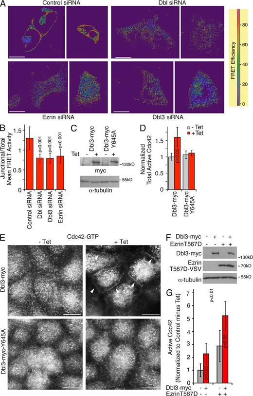Figure 6. Dbl3 drives polarized Cdc42 activation. (A and B) Caco-2 monolayers transfected with siRNAs were analyzed for Cdc42 activity using a FRET biosensor. The images shown were taken from the apical area of the monolayers. High FRET activities reflect high Cdc42 activation levels. The quantification shows means ± SD (n ≥ 12 imaged fields). See Fig. S4 A for absolute FRET efficiency values. (C and D) Tetracycline-inducible MDCK cell lines expressing myc-tagged wild type of GEF inactive Dbl3 were analyzed by immunoblotting (C) or for total active Cdc42 levels using the G-LISA assay (D; shown are means ± SD, n = 3). (E) The same MDCK cell lines were incubated with tetracycline for 4 h and processed for immunofluorescence using an antibody against Cdc42-GTP. Arrowheads point to cell–cell contacts. (F and G) MDCK cells were transfected with ezrinT567D-VSV without or with induction of Dbl3-myc expression. The cells were then analyzed by immunoblotting (F) or by measuring active Cdc42 levels using the G-LISA assay (G; shown are means ± SD, n = 4). Bars, 10 µm.