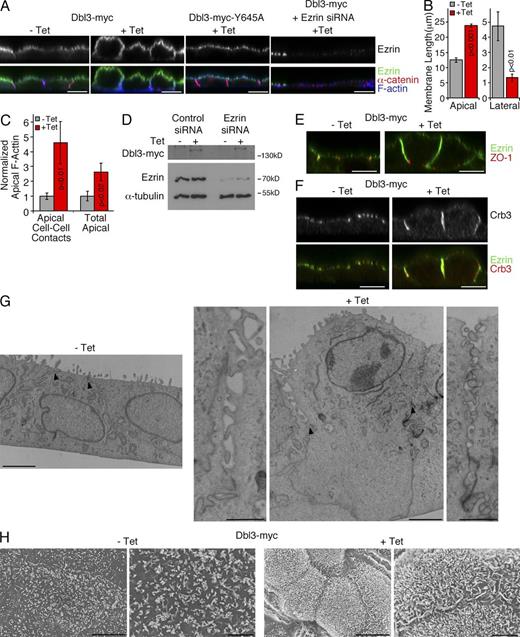 Figure 7. Dbl3 regulates brush border induction and apical–lateral border positioning. (A–C) MDCK cell lines induced with tetracycline for 8 h were analyzed by confocal z sectioning. If indicated, ezrin was depleted by siRNA transfection (see Fig. S5 for siRNA controls and xy images). Apical and lateral membrane lengths of Dbl3-Myc MDCK cells (B) and F-actin density of apical membrane at cell–cell contacts and total apical membrane (C) were measured before and after induction with tetracycline. (D) Dbl3-Myc MDCK cells were transfected with control or ezrin targeting siRNAs and were then incubated without or with tetracycline to induce induction of Dbl3 for 8 h before lysis and analysis by immunoblotting. (E and F) Dbl3-Myc MDCK cells were treated as in A before fixation and staining for the proteins indicated. Shown are confocal z sections. (G and H) Cells were processed for electron microscopy without or with induction of Dbl3-myc and analyzed by transmission (G) or scanning electron microscopy (H). Arrowheads indicate the position of tight junctions. Bars: (A, E, and F) 10 µm; (G, left) 1 µm; (G, right) 2 µm; (H, left) 2 µm; (H, right) 5 µm.
