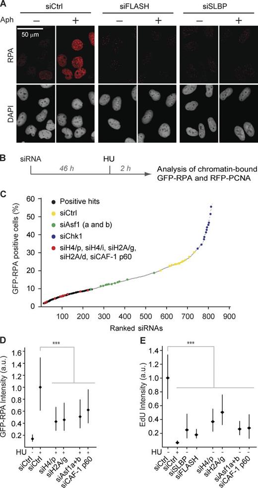 Figure 4. Imbalanced histone supply impairs DNA replication. (A) Chromatin-bound RPA detected by immunofluorescence in preextracted cells. Cells were transfected, synchronized, and released into S phase for 6 h as in Fig. 1 A and treated with aphidicolin for 1 h as indicated. (B and C) siRNA screen for factors required for HU-induced RPA accumulation in chromatin. (B) Experimental setup. A reporter cell line expressing GFP-RPA1 and RFP-PCNA was transfected with a custom-made siRNA library consisting of 236 genes, targeted by three individual siRNAs. Scramble siRNA and siRNAs against Asf1 (a and b) and Chk1 were included as controls. See Fig. S4 for details. (C) Ranking of siRNAs from one representative screen according to the percentage of GFP-RPA–positive cells. (D and E) Microscopy-based high-throughput single-cell analysis of chromatin-bound RPA and EdU in siRNA-treated cells. Cells were treated 2 h with HU as indicated. Only S-phase cells positive for RFP-RCNA were analyzed. Median with interquartile range is shown. n > 7,000. Mann–Whitney: ***, P < 10−4. One representative experiment out of two biological replicas is shown. (D) Quantification of GFP-RPA intensity in PCNA-positive cells after preextraction. (E) Quantification of EdU and in PCNA-positive cells by immunofluorescence. RFP-PCNA reporter cells were pulsed 15 min with EdU. Aph, aphidicolin; a.u., arbitrary unit; siCtrl, siRNA control.
