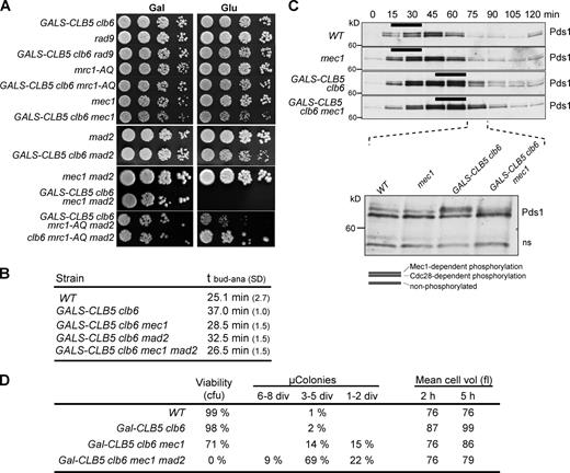 Figure 3. Deletion of MEC1 and MAD2 is lethal when S phase is delayed. (A) Strains of the indicated genotypes were spotted at serial fivefold dilutions on YEP plates containing either galactose (Gal) or glucose (Glu) to induce or repress Clb5 synthesis, respectively. (B) Anaphase onset relative to budding (tbud-ana) was calculated as in Fig. 2 B; values are from two experiments and dual scoring. (C) Western blot of Pds1-myc18 in synchronized wild-type (E686), mec1 sml1 (E2911), GALS-CLB5 clb6 (E2909), and GALS-CLB5 clb6 mec1 (E2908) cells. Bars indicate S phase measured by FACS (Fig. S2 C). (bottom) Reloading of the 75-min point; ns, nonspecific band for loading control. Black lines indicate that intervening lanes have been spliced out. (D) Cells were grown in YEPRG, transferred to YEPD medium, or spotted on YPD plates. Microcolony formation was scored after 24 h (Fig. S3 B), and mean cell volume was measured 2 and 5 h after shift to YEPD. WT, wild type. div, divisions; cfu, colony-forming unit.