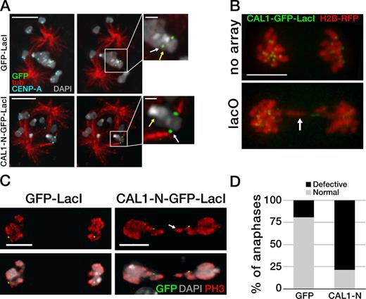 Figure 4. Ectopic microtubule attachments are present at CAL1-induced ectopic centromeres. (A) Single-plane images showing GFP-LacI (top) and CAL1-N–GFP–LacI (bottom) bound to lacO and the presence or absence of kinetochore–microtubule attachments. The yellow arrow indicates the position of the endogenous centromere (plane not depicted). Attachments at the lacO were visible only in CAL1-N–GFP–LacI cells and not in GFP-LacI cells (green; white arrow). Insets are 3× magnifications of the area defined by the box. Bars: (main panels) 5 µm; (insets) 1 µm. (B) Still frames from time-lapse videos (see Videos 1 and 2) of representative mitotic cells expressing CAL1–GFP–LacI and H2B-mRFP in lacO S2 cells (lacO) and in control cells without lacO array (no array). Bar, 5 µm. (C) Anaphase lacO containing cells showing normal segregation with GFP-LacI and defective segregation with CAL1-N–GFP–LacI (both shown in green). Phospho-H3 Ser10 (PH3) is in red and DAPI in gray. Bars, 5 µm. The arrows show a stretched chromosome in B and C. (D) Quantification of the anaphase defects in C (nGFP-LacI = 104; nCAL1-N-GFP-LacI = 112; P = 0.0001). The experiment was repeated three times with similar results.