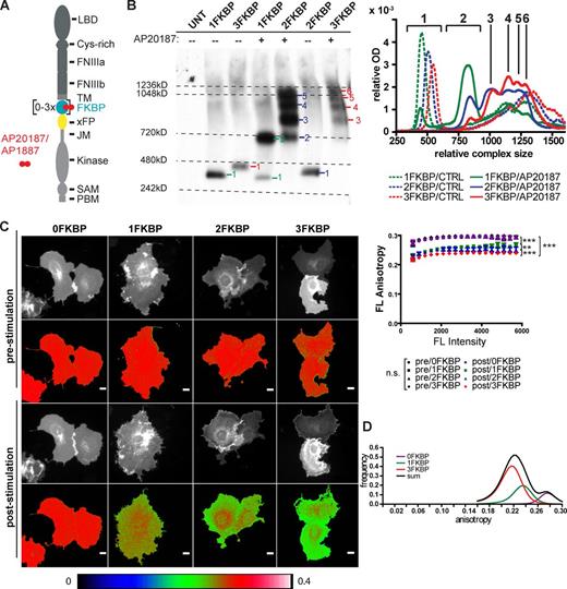 Figure 1. Generation and imaging of EphB2 cluster populations. (A) Domain structure of EphB2/A4 with 1 to 3FKBP domains and a single fluorescent protein (xFP indicates different variants of GFP) inserted in the cytoplasmic tail close to the transmembrane domain. Homodimerizers AP20187 (IC50 = 1.8 nM) or AP1887 (IC50 = 40 nM) noncovalently cross-link FKBP domains of neighboring Eph receptors. FNIII, fibronectin type III domain; JM, juxtamembrane; LBD, ligand-binding domain; TM, transmembrane; xFP, spectral variant of GFP. (B) AP20187-induced cluster sizes of kinase-dead EphB2-FKBP-mGFP isoforms visualized by blue native PAGE (UNT, untransfected). KdEphB2 was used to avoid rapid internalization. Note that EphB2 migrates as a much larger protein compared with denaturing conditions and small shifts in molecular mass are in accordance with the number of FKBP domains inserted (see Fig. S1 A). (right) An incremental mean optical density lane scan gives the distribution patterns with peaks indicating single resolvable cluster species. Incremented mean optical density was normalized to the sum over all increments. Representative experiment of n = 4. (C) Steady-state fluorescence anisotropy of dimerizer-induced EphB2 clusters in living cells. COS-7 cells transiently expressing kdEphB2 with different numbers of FKBP domains fused to mGFP were stimulated with 250 nM AP20187. Anisotropy values of representative cells before and 20 min after stimulation with AP20187 are shown. Bars, 20 µm. The color coding of images is shown on the bottom. The graph on the right shows anisotropy plots before and after stimulation of 0 to 3FKBP isoforms. Data represent mean anisotropy ± SEM of n = 57, 28, 22, and 20 cells from n = 3 independent experiments for 3FKBP, 2FKBP, 1FKBP, and 0FKBP integrated over whole frame, respectively. Post-stimulation curves of 0–3FKBP are all significantly different from each other and controls. (0/1FKBP, 0/2FKBP, 0/3FKBP, 1/3FKBP, and 2/3FKBP: ***, P < 0.001; 1/2FKBP: **, P < 0.01; Mann-Whitney nonparametric test). (D) The graph shows the intensity-weighted distribution of anisotropy values for the different association states. Data were extracted in ImageJ from raw eroded after dimerization anisotropy images (erosion = 10–15 pixels) for 0FKBP (n = 20 cells), 1FKBP (n = 22 cells), and 3FKBP (n = 57 cells) from n = 3 independent experiments. 0FKBP was used to represent the monomeric state (purple trace), 1FKBP the dimeric state (green trace), and 3FKBP the multimeric state (red trace). Summed anisotropy distributions (black trace) were later used for calculation of each association state contribution to a given anisotropy value.