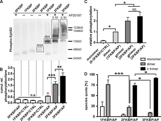 Figure 3. Degree of Eph clustering determines receptor activation. (A) Representative blue native PAGE blot for autophosphorylation analysis of single EphB2 oligomeric species (B–D). Blue native PAGE of lysates of COS-7 cells expressing different FKBP isoforms of wtEphB2 and stimulated with either vehicle (−) or AP20187 (250 nM for 20 min). Western blot was performed with anti-phospho-EphB2 antibodies; blots were stripped and reblotted for total EphB2 protein (see Fig. S3 D). The relative phosphorylation levels of single oligomeric species were measured according to example regions outlined by dashed boxes for monomers, dimers, and species greater than or equal to trimers. (B) Quantification of the cumulative relative phosphorylation per lane displayed as mean ratio ± SEM of phosphorylated versus total EphB2 protein over n = 4 blue native PAGE experiments (*, P < 0.05; **, P < 0.01; ***, P < 0.001; one-way ANOVA with post hoc Bonferroni test; asterisk in red represents significance level to 1FKBP control stimulation). (C) Quantitative autophosphorylation analysis of single cluster species displayed as mean ratio ± SEM of phosphorylated versus total EphB2 protein from example regions in A from n = 4 blue native PAGE experiments normalized to dimer phosphorylation level set to 1.0 (*, P < 0.05, one-way ANOVA with post hoc Bonferroni test). (D) Relative abundance of cluster species in percentage ± SEM of cumulated species population (*, P < 0.05; ***, P < 0.001; Student’s t test). Data are derived from optical density quantification of regions outlined by dashed boxes in A on Western blots for total EphB2 (see Fig. S3 D) of n = 4 blue native PAGE experiments.