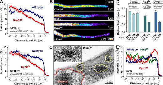 Figure 4. The role of kinesin-3, dynein, and Rrm4 in distributing ribosomes. (A) Fluorescence intensity profiles of Rpl25-GFP of hyphal wild-type cells (Wildtype) and temperature-sensitive kinesin-3 (Kin3ts) and dynein (Dyn2ts) mutants at 1 h or 2 h at 32°C. Each data point represents the mean ± SEM; n = 10 cells from a single representative experiment. (B) False-colored image of Rpl25-GFP in a control cell and temperature-sensitive kinesin-3 (Kin3ts) and dynein (Dyn2ts) mutants at 32°C, and a Δrrm4 mutant (ΔRrm4). Note that similar ribosome distribution defects are seen in all mutants. Images were 2D-deconvolved and brightness, contrast, and gamma settings were adjusted. The intensity color code is given in the bottom right. (C) Electron micrograph showing ribosomes in kinesin-3ts mutants after 1 h at 32°C. Ribosome clusters (yellow dotted line and inset) appear near the centrally located nucleus (red dotted line, Nucleus). (D) The ratio of Rpl25-GFP fluorescence at the tip (5–10 µm) to the basal region (25–30 µm). ** and ***, statistically significant difference at P = 0.0003 and P < 0.0001, respectively (Student’s t test). No difference was found in control cells at different temperatures (one-way ANOVA test, p-values are indicated). Bars are mean ± SEM (error bars); n = 10 cells from a single representative experiment. (E) Fluorescence intensity profiles of the ER marker GFP-HDEL in wild-type (Wildtype) and temperature-sensitive kinesin-3 (Kin3ts) and dynein (Dyn2ts) mutant cells at 32°C. Note that ER distribution is slightly altered in both mutants, which suggests that the motors participate in ER organization. However, no global reorganization of the network is seen (see also Fig. S2 D). Each data point represents the mean; n = 10 cells from a single representative experiment.