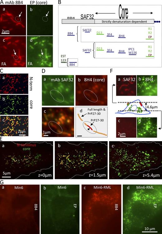 Figure 2. Core Abs stain strings only after denaturation: strings contain PrPSc but no detectable PrPC. (A) Fixed ScGT1 costained with N-terminal mAb 8B4 (red) and with core mAb EP1802Y (green). In c and d, cells were denatured with FA before staining. After FA, EP1802Y largely codecorates strings (circles; arrows, short strings) outlined by 8B4 (compare c with d); there was no detectable EP1802Y staining of strings in nondenatured cells (a and b). (B) Pairs of N- and core Abs used to costain strings in this study. Core Abs stained strings only after denaturation, whereas N-Abs decorated them natively. Nevertheless, denaturation still increased the staining intensity of 8B4 and SAF32 (see Fig. S3 F). The dependence of epitopes on denaturation is roughly indicated by their print size on top of the PrP map. (C) In growth-arrested ScGT1, webs costain with SAF32 and core 8H4 after FA denaturation. Variable relative red and green intensities indicate varied proportions of FL PrPSc/PrP27-30 along strings. Images were 3D deconvolved. (D) ScGT1 were costained with SAF32 (a) and with 8H4 (b) after FA denaturation. Two strings codecorated by both Abs (d, orange) are bridged by a PrP27-30 strand (circled; d, red). (E and F) PrPSc strings do not coincide with cytoplasmic PrP27-30 deposits. ScGT1 were costained with SAF32 and core 8H4 using FA denaturation. z-stacks were acquired (z = 0 is dorsal). (E) 3D-deconvolved images are shown for three planes a total of 5.4 µm apart (colors superimposed). Notice that strings stain in orange and are concentrated in the dorsal plane (a and b). In contrast, abundant cytoplasmic PrP27-30 stains exclusively in green (b and c). (F) A detail of the cell in E. The scheme depicts strings staining with both Abs (red and green) near the top of the cell (z = 0 µm) and intracellular PrP27-30 (green; z = 4.6 µm), which is negative for N-terminal staining. (G) PrPSc strings are codecorated with 8B4 and EP1802Y in Min6/RML but are absent from uninfected cells (FA denaturation protocol).