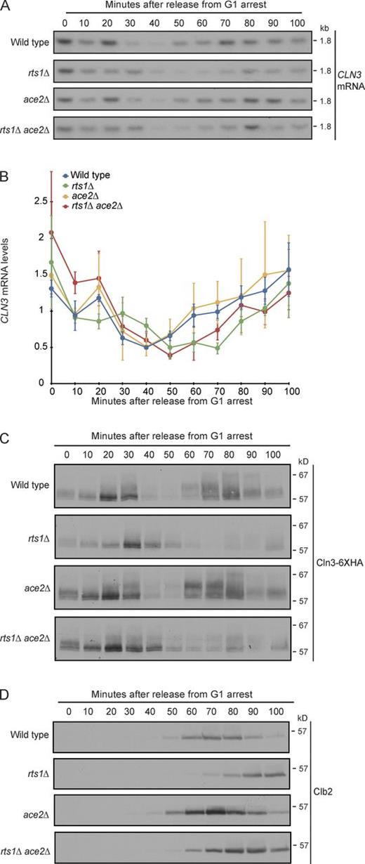 Figure 6. PP2ARts1 is required for normal control of CLN3 mRNA and protein levels in cells released from a G1 arrest. (A–D) Wild-type, rts1Δ, ace2Δ, and rts1Δ ace2Δ cells were released from G1 arrest at 30°C, and the behavior of CLN3 mRNA was assayed by Northern blotting (A) or qRT-PCR (B). Independent samples were probed for Cln3-6×HA (C) and Clb2 (D) by Western blotting. The Cln3-6×HA and Clb2 Western blots were from the same samples to allow direct comparison of the timing of cell cycle events. Loading controls for the Northern blot and the Western blots are shown in Fig. S2. Error bars in B indicate the SDs of three biological replicates.