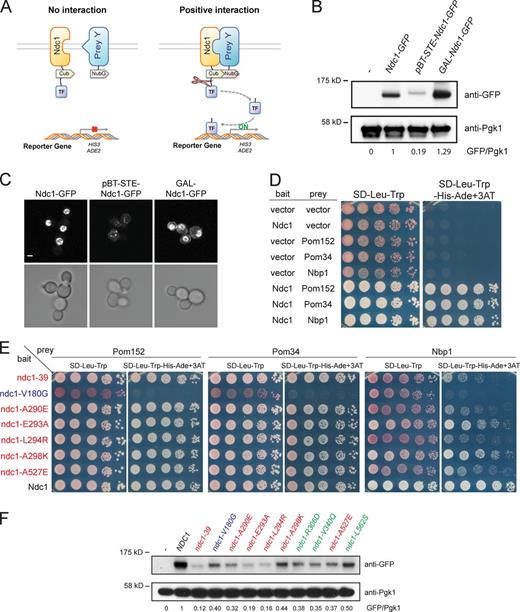 Figure 1. Identification of new NDC1 alleles unable to bind to SPB and NPC components. (A) Schematic of MYTH system used to assay interaction with Ndc1. Prey proteins are fused to the N terminus of ubiquitin (NubG) and expressed along with the bait plasmid containing NDC1 fused to the C terminus of ubiquitin (Cub) and the LexA-VP16 transcription factor (TF) in yeast cells (SLJ5572) containing the reporter genes ADE2 and HIS3. If Ndc1 is able to interact with the prey, a functional ubiquitin is recognized by ubiquitin proteases that cleave the TF; the soluble TF activates gene expression, which is detected by cell growth on media lacking histidine and adenine. (B and C) Mid-log phase cells producing Ndc1-GFP from the endogenous locus (SLJ6881), the MYTH bait plasmid (SLJ7484), or from the GAL1 promoter (SLJ7848) were analyzed after a 2-h induction in 2% galactose/2% raffinose-containing media. In B, protein levels in whole-cell lysates were determined by Western blotting with anti-GFP antibodies. Pgk1 served as a loading control and allowed for normalization of the levels of the baits. The strain containing an empty vector (−) was assigned a value of 0 whereas the strain containing Ndc1-GFP expressed from the endogenous locus was given a value of 1. In C, the same strains were imaged to determine to localization of the Ndc1-GFP. Bar, 2 µm. (D and E) Prey plasmids containing the NPC components POM152 or POM34 or the SPB component NBP1 were tested in combination with bait plasmids containing no insert (vector), wild-type NDC1, or point mutations in NDC1 as indicated (see Fig. S1 and Fig. S2 A). ndc1-39 (T14M, F218V, L288M, E293G, M457T, and F643L) is a ts mutant defective in SPB duplication and NPC assembly (Lau et al., 2004). The presence of both bait and prey plasmids was detected on SD-Leu-Trp media, and activation of the reporters in MYTH was assayed on SD-Leu-Trp-His-Ade plus 3-AT, which reduces background by selecting for robust expression of HIS3. 10-fold serial dilutions of cells were spotted onto plates that were incubated for 3 d at 30°C and then placed at 4°C overnight. In E, mutants described in the text and summarized in Table 1 are highlighted. Blue is used for the allele that is unable to bind to Pom34, Pom152, Nbp1, and Mps3; red is used for alleles that are unable to bind Nbp1 and Mps3 but bind to Pom152 and Pom34. (F) Bait proteins were fused to GFP so that their expression and localization could be examined as in B.