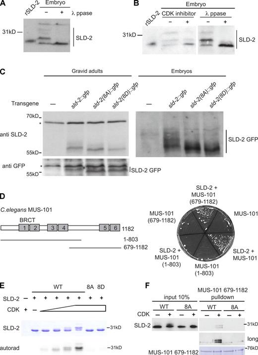 Figure 4. C. elegans SLD-2 is CDK phosphorylated in vivo and binds to MUS-101 in a phosphodependent manner. (A) Chitinase-treated embryos were treated with or without λ phosphatase (ppase) for 30 min at 25°C and analyzed by anti–SLD-2 (Ab 5058) Western blotting. Recombinant, E. coli–expressed SLD-2 (rSLD-2) has slightly lower mobility than endogenous, dephosphorylated SLD-2 because it is 6HIS tagged. (B) As in A, Chitinase-treated embryos were treated with or without CDK inhibitor III for 30 min at 25°C. A different exposure of the right-hand blot is also shown in Fig. S2 A. (C) Anti–SLD-2 (top) or anti-GFP Western (bottom) of SLD-2::GFP expressed from the indicated transgenes in gravid adult extracts (left) and embryo extracts (right). Asterisks mark nonspecific bands. The 8A or 8D sld-2 alleles correspond to mutants with all eight CDK consensus sites mutated to alanine or aspartic acid, respectively. (D, left) Diagram of C. elegans MUS-101 showing the position of the six BRCT repeats. (right) Selective growth medium after yeast two-hybrid analysis between MUS-101 (bait) and SLD-2 (prey). (E) Coomassie stain (top) and autoradiogram (bottom) of in vitro CDK phosphorylation of recombinant T7/6HIS-tagged SLD-2. (F) GST pull-down with GST–MUS-101 (679–1,182) and T7/6HIS SLD-2. (top) An anti-T7 Western of recombinant SLD-2. The 10% input and the short exposure are equal exposure times. (bottom) Coomassie stain of GST MUS-101 after the pull-down. WT, wild type.