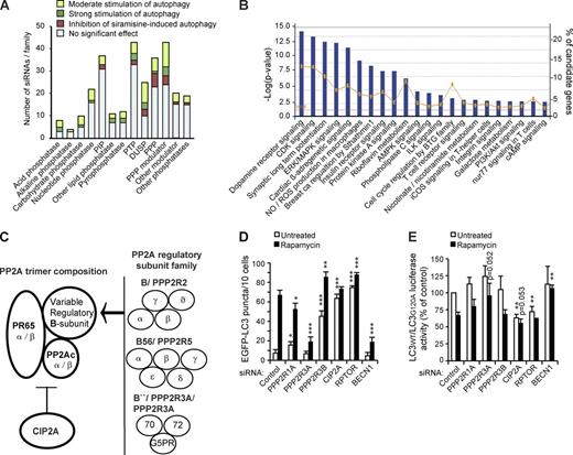 Figure 1. Bioinformatics analysis of candidate autophagy-regulating genes and identification of PP2A as a complex regulator of autophagy. (A) All analyzed 318 siRNA target genes were categorized into phosphatase families and marked according to the ability of their corresponding siRNAs to regulate EGFP-LC3 accumulation. PIP, phosphatidylinositol phosphatase; PTP, phosphotyrosine phosphatase; DUSP, dual-specificity phosphatase; PPP, (Ser/Thr) phosphoprotein phosphatase. (B) Canonical pathways with significant enrichment of candidate genes were identified by hypergeometric method using the Ingenuity Pathway Analysis software. Blue bars indicate the −log of the p-values (Fisher’s exact test) of the enrichment (left vertical axis). The orange line indicates the percentage of the identified autophagy-regulating genes of all genes in the respective pathway (right vertical axis). The threshold line indicates the position of the P = 0.05. See Table S1 for genes associated with these pathways. AMPK, AMP-activated protein kinase; ERK, extracellular signal–regulated kinase; ROS, reactive oxygen species; ILK, integrin-linked kinase; iCOS, inducible T cell co-stimulator. (C) Schematic representation of the PP2A holoenzyme that is composed of a catalytic subunit (PP2Ac), a scaffold protein (PR65), and a variable regulatory B subunit that interacts with the complex via PR65-α/β HEAT domains (Huntington/elongation/A subunit/TOR). CIP2A interacts with PP2A holoenzyme and modulates its activity toward specific substrates. The gene names for the identified autophagy-regulating candidates and the corresponding proteins (bold) are indicated. (D) Quantification of EGFP-LC3 puncta in MCF7-EGFP-LC3 cells 56 h after transfection with the indicated siRNAs. When indicated, cells were exposed to 100 nM rapamycin for the last 3 h. RPTOR (raptor) and BECN1 (beclin1) siRNAs served as positive and negative controls, respectively. (E) Autophagic flux was measured as the ratio between luciferase activities in MCF7-RLuc-LC3WT and MCF7-RLuc-LC3G120A cells transfected with the indicated siRNAs 56 h earlier and left untreated or treated with 100 nM rapamycin for the last 3 h. Error bars are SDs for a representative (n = 5) triplicate experiment with a minimum of 4 × 10 randomly chosen areas/sample analyzed (D) or three independent experiments (F). *, P < 0.05; **, P < 0.01; ***, P < 0.001, as compared with similarly treated control siRNA-transfected samples.