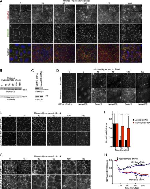 Figure 7. MarvelD3 is required for epithelial monolayer integrity during osmotic stress. (A and B) Caco-2 cells were osmotically stressed for the times indicated before analysis by immunofluorescence (A) or immunoblotting (B). The insets in A show twofold magnifications of the MarvelD3 staining. (C–H) Cells were transfected with control and MarvelD3 targeting siRNAs and were then osmotically stressed. The cells were then analyzed by immunoblotting (C), immunofluorescence (D–G), or by measuring electrical impedance (H). Cells were stained for Occludin and MarvelD3 (D), ZO-1 (E), or F-actin (G). For a quantification of Occludin and MarvelD3 localization and comparison with endocytic markers, see Fig. S3. F shows a quantification of the area covered by individual cells to assess cell contraction. Shown are means ± 1 SD of three experiments counting 20–40 cells per condition and experiment; ***, P < 0.001. Bars: (A, D, and E) 10 µm; (G) 20 µm.