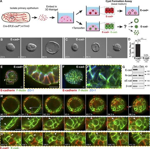 Figure 1. E-cad deletion induced loss of simple epithelial architecture. (A) E-cad deletion was induced in half of Cre-ER;E-cadfl/fl organoids with tamoxifen. (B) Control, E-cad+ organoids (−Tam) formed cysts. (C) E-cad− organoids (+Tam) failed to form cysts (28/42 movies across three biological replicates) or transiently established and then lost lumens (14/42 movies). (D) E-cad deletion blocked cyst formation. n, total number of organoids; r, number of biological replicates. Error bars indicate SD. ***, P = 0.0004, two-tailed Student’s t test with equal variance. (E) Control organoids formed cysts with enrichment of E-cad and ZO-1 along apicolateral membranes (E’). (F) E-cad− organoids were multilayered, lacked E-cad immunoreactivity, and displayed abnormal ZO-1 localization. Arrow indicates rare E-cad+ cells. (G) By Western blot, E-cad deletion (+Tam) resulted in complete loss of E-cad protein and significant reductions in αE-catenin and β-catenin (see also Fig. S1, A and B). Whole cell lysate samples were loaded for equal protein based on BCA analysis. (H) The Cre biosensor mT/mG was used to observe E-cad− cell behaviors by confocal microscopy (Video 1). Cre+, E-cad− cells (green) changed shape, from columnar to round, before shifting apically (H’ and H’’, arrowheads). Gamma adjustments were performed in E and F to improve image clarity. Bars: (B and C) 20 µm; (E, F, and H) 10 µm.
