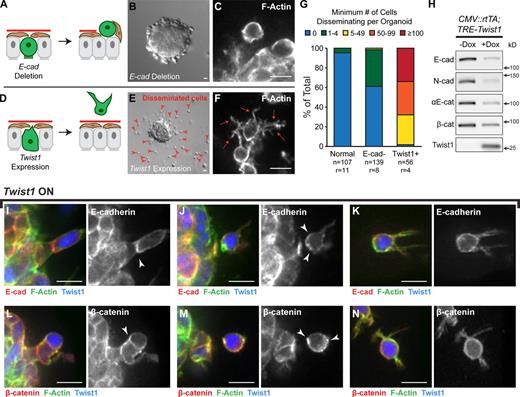 Figure 7. Twist1 induced single cell dissemination despite membrane-localized adherens junction proteins. (A and B) E-cad deletion blocks branching and induces epithelial disorganization. (C) Rare E-cad− disseminated cells maintain a rounded morphology. (D and E) Twist1 expression blocks branching and induces single cell dissemination (red arrowheads). (F) Disseminated Twist1+ cells exhibit extensive actin-rich protrusions (red arrows). (G) In time-lapse movies, E-cad− cells were only rarely observed to disseminate. In contrast, >100 cells per Twist1+ organoid were routinely observed to disseminate. n, number of time-lapse movies; r, number of biological replicates. (H) By Western blot, Twist1 expression resulted in reductions in protein levels of E-cad, N-cad, αE-catenin, and β-catenin (see also Fig. S3, A and B). Whole cell lysate samples were loaded for equal protein based on BCA analysis. (I–N) Membrane-localized E-cad and β-catenin (arrowheads) were detected in basally positioned cells protruding into the ECM (I and L), in cells that had just disseminated (J and M), and in disseminated cells migrating through the ECM (K and N). Bars: (B and E) 20 µm; (C, F, and I–N) 10 µm.