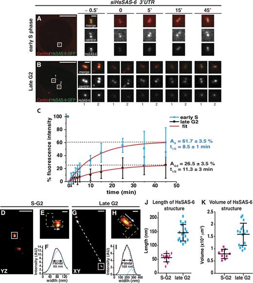 Figure 3. HsSAS-6 is progressively immobilized at centrosomes during the cell cycle. (A and B) Cells expressing low to medium levels of HsSAS-6–GFP were selected in early S phase (A) or late G2 (B) according to their centriolar configurations (Fig. S3, E and F), photobleached, and monitored thereafter for signal recovery. Note that given the resolution limit of confocal microscopy, no distinction can be made between pericentriolar, centriolar, or procentriolar signals. Insets are magnified regions of the boxed areas. (C) Recovery of centrosome-associated fluorescence from cells in early S phase (n = 8) or late G2 (n = 9), with 100% corresponding to prebleach intensity values, and 0% corresponding to those immediately after bleach (t0); error bars show standard deviations. Recovery curves were fitted with a single exponential function; maximum recovery amplitudes, A, and times at half-maximal recovery, t1/2, are indicated. Note that no correlation was found between levels of expression and extent of recovery among the cells analyzed. (D–H) Representative 3D-STORM images of centrosomal HsSAS-6 in S–G2 (D and E) and late G2 (G and H). Side view of HsSAS-6–containing structures shown in the indicated projections and the localization of parental and nascent centrioles (dashed yellow boxes) obtained from wide-field centrin images before STORM imaging was used to determine the length axis and quantify (F and I) the signal intensity along this axis using a line profile (arrows indicate direction; Materials and methods and J). The apparent double focus in D and E is expected from a projection of the underlying HsSAS-6 ring (Fig. 6). (J and K) Quantification of lengths (J) and volumes (K) of HsSAS-6–positive structures in 3D-STORM images reveals a significant increase from S to G2 (n = 12 for S phase, and n = 18 for G2; P < 0.0001 for both J and K). Error bars show means and standard deviations; values from individual structures are shown as circles or squares. AU, arbitrary unit; FWHM, full width at half-maximum. Bars: (A and B, main images) 10 µm; (A and B, insets) 1 µm; (D and G) 500 nm; (E and H) 100 nm.