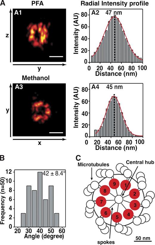 Figure 6. Centriolar HsSAS-6 is distributed with a ninefold radial symmetry. (A, left) 2D projection (sum of intensities) along the indicated axes of 3D-STORM images of HsSAS-6 rings in S-phase cells, preextracted, and fixed with either PFA (A1) or methanol (A3) and stained with C-terminal–specific antibodies (Fig. S2). (right) Corresponding radial intensity histogram fitted with a Gaussian (red lines) to extract the indicated radius values. The ring radii measured in samples fixed with PFA is 45 ± 2 nm (n = 8), 45 ± 4 nm (n = 13) for MeOH-fixed samples, or 45 ± 3 nm (n = 21) for the sum of both. The black dotted lines mark the center of the Gaussian fit (red) of signal intensities, which is taken as the radius (indicated above). (B) Frequency of angular distribution on imaged HsSAS-6 rings as measured by peak-to-peak distance (n = 6 centrioles yielding 50 angular values; see also Fig. S4); means and standard deviations are indicated. (C) Model of HsSAS-6 C termini localization within the cartwheel. AU, arbitrary unit. Bars, 100 nm.