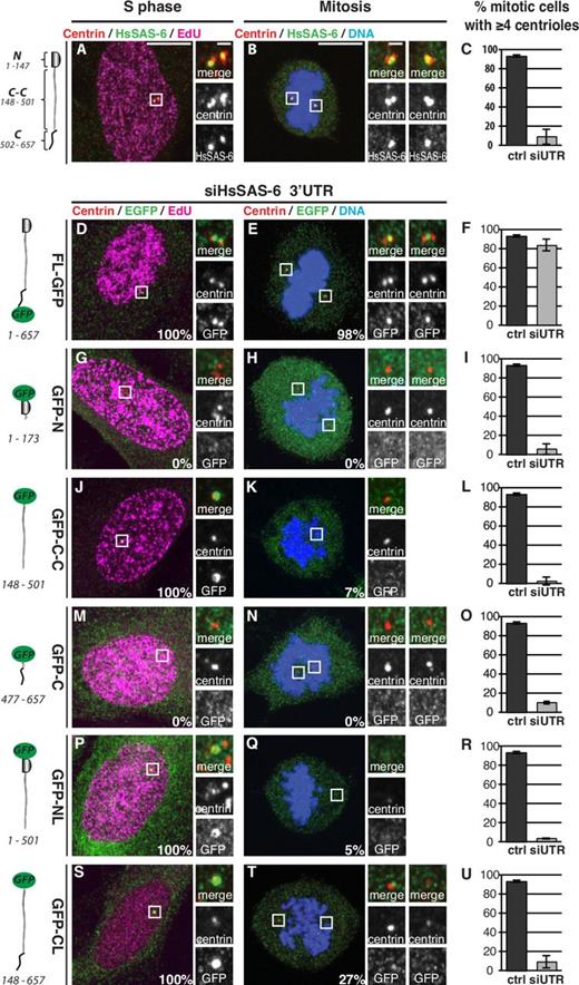 Figure 1. Domains of HsSAS-6 mediating centrosomal targeting and duplication. (A–U) U2OS (A–C) and iU2OS (D–U) cells in S phase (left) or mitosis (prometaphase/metaphase; right) expressing HsSAS-6 variants and stained for HsSAS-6 (A–C) or GFP (D–U) and centrin-3 as well as EdU to mark S-phase cells (left column). Schematics indicate the domains and amino acid boundaries of the variants. Doxycycline induction for 48 h was concomitant with siHsSAS-6 3′UTR (siUTR) treatment. Percentage of HsSAS-6–positive centrosomes (indicated at bottom right of images) was assessed both in EdU-positive and mitotic cells. Histograms report mean frequency of mitotic cells with at least four centrioles in control (ctrl) U2OS cells and siRNA-treated cells (siUTR). Data are from at least two experiments; error bars show standard deviations; number of cells analyzed are given in Table S1. Note that the C-terminal domain on top of the coiled coil (CL) augments the fraction of EdU-negative cells exhibiting centriolar signal. Insets are magnified regions of the boxed areas. Bars: (main images) 10 µm; (insets) 1 µm.
