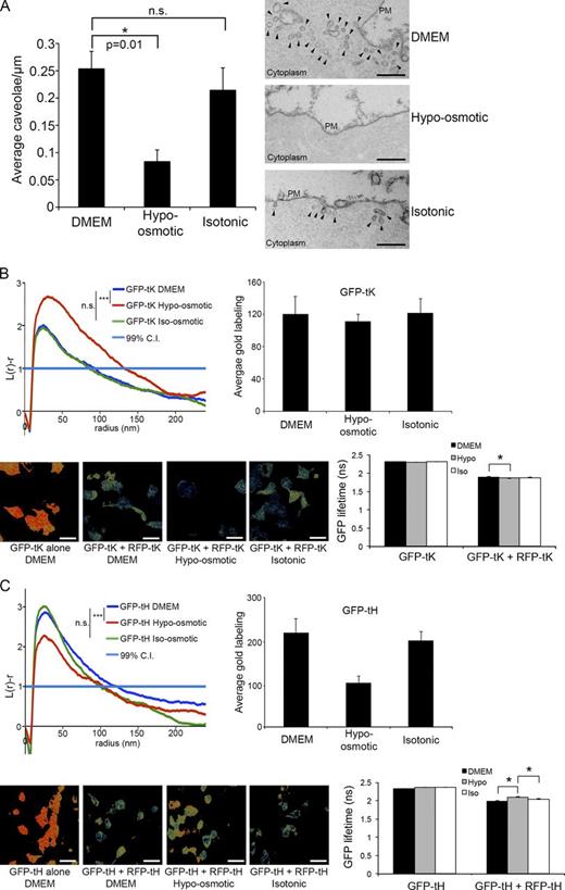 Figure 5. Loss of caveolae by modulation of cellular osmotic pressure results in similar reorganization of Ras isoforms at the PM. (A) Wild-type BHK cells were subjected to iso-osmotic, hypo-osmotic, and isotonic conditions and assayed for density of caveolae by electron microscopy. (Left) Quantification of caveolae numbers per micrometer of PM from BHK cells (n = 3). (Right) representative electron micrographs from cells stained with ruthenium red and prepared as described in Materials and methods. Black arrowheads denote caveolae. Bars, 500 nm. (B, top left) Increased nanoclustering of GFP-tK was observed in cells treated with hypo-osmotic medium (n = 13) when compared with DMEM (n = 14). No differences were observed when cells were subjected to isotonic medium (n = 20). (Top right) Quantification of the average amount of labeling per 1 µm2 of PM lawns in cells transfected with GFP-tK. (Bottom left) FLIM-FRET images of BHK cells expressing tK and treated with different osmotic conditions. Bars, 20 µm. (Bottom right) A significant increase in the nanoclustering of tK was observed under hypo-osmotic conditions, indicated by a significant reduction in GFP lifetime (P = 0.04). (C, top left) Decreased nanoclustering of GFP-tH was observed in cells treated with hypo-osmotic medium (n = 11) when compared with DMEM (n = 14). No change to the levels of nanoclustering was observed in cells treated with isotonic medium (n = 14). (Top right) Quantification of the average amount of labeling per 1 µm2 of PM lawns in cells transfected with GFP-tH. Although a reduction in the total GFP-tH labeling at the PM was observed, these changes in nanoclustering were independent of this decrease, as selection of equivalently labeled spatial point patterns (comparing DMEM to control) demonstrated similar deviations in nanoclustering (Fig. S3, A and B). (Bottom left) FLIM-FRET images of tH-expressing BHK cells under various osmotic conditions. Bars, 20 µm. (Bottom right) A significant increase in GFP lifetime was observed in tH-expressing hypo-osmotic–treated BHK cells, indicating a reduction in nanoclustering. Statistical significance was determined by two-tailed Student’s t tests in A, bootstrap analyses in the top left panels of B and C, and one-way ANOVA in the bottom right panels of B and C. *, P < 0.05; ***, P < 0.001.