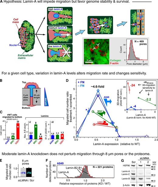 Figure 1. 3D migration is sensitive to lamin-A levels even in the absence of major proteomic changes. (A) Hypothesis for the impact of lamin-A levels on migration. Whereas moderate expression permits migration, cells with low levels cannot withstand the stress and high levels impede migration. Inset shows confocal image of a model lung tumor in an NSG mouse and a histogram of the measured pores filled with cytoplasm. (B) Schematic of a cell passing through a filter pore. (C) Wild-type 3D migration (i) and lamina parameters (ii and iii) for human-derived cancer cells (A549, U251) and adult stem cells (MSCs). (n ≥ 3; ±SEM; *, P ≤ 0.05). (D) Lamin-A dependence of net cell migration to the filter bottom (n ≥ 3; ±SEM). Normalization is done to scrambled siRNA-treated cells, with lamin-A level determined by immunoblot. Filters were pre-coated with fibronectin (+FN) unless indicated (−FN). Circles, siLMNA-treated cells; asterisk, shLMNA-treated cells, normalized against wild type; squares, wild type; triangle and diamond, A549 cells transduced with GFP-lamin-A with low and high levels, respectively. Based on analyses of individual cells, siLMNA++ gave a monomodal, low variance population of cells and did not affect lamin-B (Fig. S2). Inset plot: net migration results rescaled to absolute lamin-A levels with migration normalized to wild-type A549 cells (Fig. 1 Ci). Slopes represent the 3D migration sensitivity to moderate lamin-A changes. (E) Net migration ratio with 8-µm pore filters shows no effects of knockdown regardless of fibronectin. (n ≥ 3; ±SEM). (F) Negligible effect on the A549 proteome after ∼50% knockdown of lamin-A, C is evident in a narrow, log-normal distribution relative to wild type. (G) Immunoblot shows little to no change in lamin-B, HSP90, and β-actin after knockdown with two different siLMNAs (1 and 2) compared with scrambled (Scr).