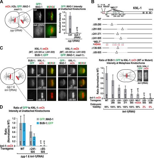 Figure 2. MAD-1 accumulation requires kinetochore-localized BUB-1. (A) The fluorescence intensity of GFP::MAD-1 at unattached kinetochores in monopolar spindles was quantified and expressed as a fraction of that in controls. n is the number of embryos; error bars are the 95% confidence interval of the mean. Ctrl, control. (B) Schematic showing the deleted/mutated regions in the indicated KNL-1 mutants. Graph plots the ratio of BUB-1::GFP to KNL-1::mCh for each KNL-1 variant normalized by dividing by the same ratio for WT KNL-1::mCh. Endogenous KNL-1 was depleted in all conditions. n is number of embryos analyzed. Error bars are the 95% confidence interval of the mean. See also Fig. S1 B. (C and D) MAD-1 and BUB-1 targeting to unattached kinetochores in strains expressing the indicated KNL-1 variants after depletion of ZYG-1 and endogenous KNL-1. n is the number of embryos analyzed. Graph plots the ratio of GFP::MAD-1 (in a mad-1Δ background) or BUB-1::GFP to KNL-1::mCh at kinetochores of monopolar spindles in the indicated strains. Error bars are the 95% confidence interval of the mean. Bars: (A and C) 5 µm; (B) 2 µm.