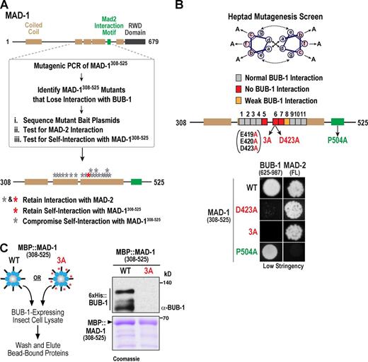 Figure 3. Unbiased and targeted mutagenesis of the MAD-1 coiled coil. (A) Schematic summarizing identification of MAD-1 mutants generated by unbiased mutagenesis that fail to bind BUB-1. See also Fig. S2 A. (B) Schematic of targeted heptad mutagenesis and summary of results. Mutations that resulted in no or weak BUB-1 binding are indicated. The P504A mutation prevents interaction with MAD-2. (C) Biochemical analysis of MAD-13A conducted as in Fig. 1 D. The blot and gel image is representative of three experiments.