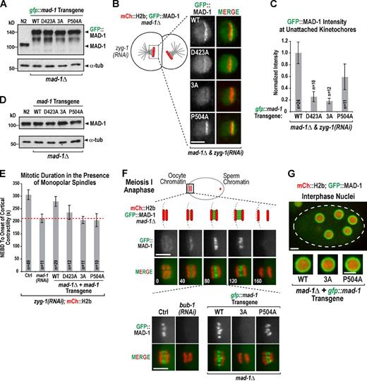Figure 4. Analysis of BUB-1 interaction-defective MAD-1 mutants in vivo. (A) GFP::MAD-1 variants expressed from single-copy transgene insertions (Fig. S2 F), propagated in a mad-1Δ background, and analyzed by anti–MAD-1 immunoblotting. α-Tubulin (α-tub) serves as a loading control. (B and C) Images and quantification of GFP::MAD-1 variant localization to unattached kinetochores. Unpaired t tests show that MAD-13A is significantly reduced relative to MAD-1WT (P < 0.0001) and MAD-1P504 (P = 0.0004); MAD-1D423A is also significantly reduced (P < 0.0001 relative to MAD-1WT, and P = 0.0066 relative to MAD-1P504). The WT value is reproduced from Fig. 2 A. n is number of embryos analyzed. Error bars are the 95% confidence interval of the mean. (D) Immunoblotting of untagged MAD-1 variants. α-Tubulin serves as a loading control. (E) Quantification of time from NEBD to onset of cortical contractility in the presence of monopolar spindles. n is number of embryos analyzed. The red dotted line indicates mitotic duration in mad-1(RNAi), where the checkpoint is inactive. Error bars are the 95% confidence interval of the mean. (F) MAD-1 accumulation between separating homologous chromosomes in early anaphase of oocyte meiosis I. Time (seconds) on the bottom left of merge images are relative to anaphase onset. Images on the bottom left show that this localization depends on BUB-1. Images on the bottom right show loss of this localization for MAD-13A but not MAD-1P504A. 3–11 embryos were imaged per condition. Ctrl, control. (G) Nuclear periphery enrichment of MAD-1 for the indicated conditions. Dotted line indicates the embryo outline. More than eight embryos were imaged per condition. Bars, 5 µm.