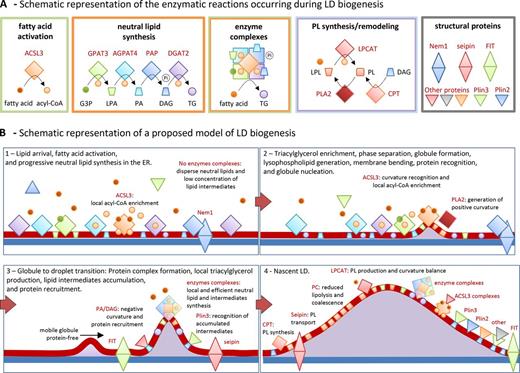 triacsin c lipid droplet pathogen inhibits oleate-induced TAG accumulation and S3-12 movement Lipid Droplet Assay Lipid Droplet