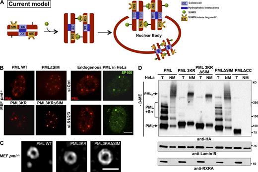 Figure 1. PML NB nucleation does not depend on SUMO interactions with SIM. (A) Schematic representation of the current model, in which NB biogenesis relies on noncovalent intermolecular interactions between PML-attached SUMO and the PML SIM. (B) PML and SP100 immunolocalization showing morphologically normal NBs in pml−/− immortalized MEFs stably expressing PML or the indicated mutants (left), and in HeLa cells in which SUMO1 and SUMO2/3 were inactivated (right). Bar, 5 µm. Quantitative data are indicated in Fig. S1 A. (C) Super-resolution microscopy analysis showing NBs formed by PML WT, PML3KR, or PML3KRΔSIM in pml−/− MEFs. Bar, 1 µm. (D) Western blot analysis under nonreducing conditions of pml−/− MEFs stably expressing the indicated HA-tagged PML mutants. Lysates of total cells (T) or nuclear matrix (NM) fractions. Lamin B and RXRA are fractionation controls. The top arrow (PML2) points to covalently linked PML multimers; sumoylated PML (PML + Sn) and unmodified PML are indicated.
