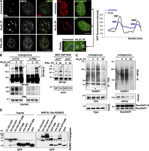 Figure 4. UBC9 recruitment into NBs favors hyper-sumoylation of partner proteins. (A, left) Confocal analysis of endogenous UBC9 localization in Triton X-100 pre-extracted H1299 cells, showing recruitment onto NBs after arsenic or IFNα exposure. Representative of two independent experiments, n ≥ 300 cells examined. Bar, 5 µm. (Right) Localization of UBC9-GFP stably expressed in CHO-PML cells before and after 2 h exposure to arsenic. Representative of three independent experiments, n ≥ 300 cells. Bar, 5 µm. Zooms show the regions (outlined above) used to quantify GFP fluorescence intensity (graph). Representative of three repeats. Bar, 2 µm. (B, left) Western blot analysis of endogenous SP100 profiles, performed on protein extracted 48 h after transfection with PML or control siRNAs. (Right) Sumoylation of hSP100A stably expressed in pml+/+ or pml−/− MEFs treated or not with IFNα for 24 h. Arrows and the bracket point to sumoylated species (see also Fig. S4, A, B, and D). (C) Western blot analysis of endogenous TDG (left) or HIPK2 (right) immunoprecipitated (IP) from H1299 cells treated as indicated. Inputs are shown. RanGAP1-S, sumoylated RanGAP1. (D) SUMO-GFP or SIM-GFP fusions are sumoylated. The indicated GFP fusions and (His)x6-SUMO2 were overexpressed in CHO-PML cells, purified over a Ni-NTA column and analyzed by Western blot using anti-GFP antibodies. Left, inputs; right, denaturing purification of sumoylated proteins. Dotted lines show sumoylated GFP fusions specifically purified from unspecific binding of GFP to the Ni-NTA column.