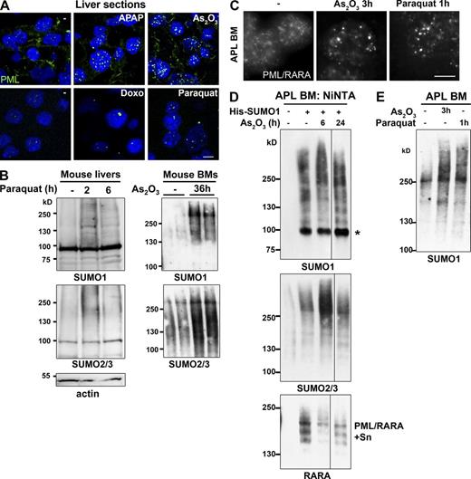 Figure 7. Induction of NB formation and sumoylation in oxidant-treated mice. (A) In vivo oxidative stress effects on NB formation: Immunofluorescence analysis of PML NBs on liver sections from mice exposed to APAP (acetaminophen: N-acetyl-p-aminophenol), As2O3, doxorubicin (Doxo), or paraquat for 2 h. Quantifications are shown in Fig. S5 C. n ≥ 50 cells examined. (B) In vivo sumoylation after exposure to oxidative stress. (Left) Western blot analysis of liver cells from mice treated with paraquat. (Right) Western blot analysis of bone marrow (BM) cells from mice treated with arsenic; two mice are shown for each from two independent experiments. (C) Immunofluorescence analysis of APL cells obtained after in vivo administration of arsenic or paraquat for the indicated period of time. Bar, 5 µm. (D) His-SUMO1–transduced mouse APL bone marrow (BM) cells were isolated after in vivo arsenic administration. His-conjugates were purified and probed with antibodies to SUMO1, SUMO2/3, and RARA. PML/RARA-S, poly-sumoylated PML/RARA. Representative data from six mice, three independent experiments. (E) Western blot analysis of bone marrow cells of APL mice after in vivo treatment with arsenic or paraquat.
