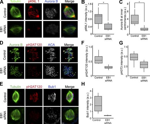Figure 1. EB1 localizes Aurora B to centromeres to phosphorylate kinetochores. (A) HeLa cells depleted of EB1 were immunostained with antiphospho-KNL1(Ser60) (pKNL1) and Aurora B antibodies. Bar, 2 µm. (B) Quantification of immunostaining intensities of pKNL1 shown in A. *, P = 2.0 × 10−127. (C) Centromeric Aurora B levels measured in control and EB1-depleted cells (n > 300 centromeres). *, P = 1.2 × 10−105. (D) EB1 depletion reduces Bub1-mediated phosphorylation of histone H2A (pH2AT120). Bar, 1.6 µm. (E) EB1 depletion reduces Bub1 at kinetochores. Bar, 2.2 µm. (F–H) Quantification of pH2AT120 (F), phospho–histone H3Thr3 (pH3T3; G), and Bub1 (H) levels in control and EB1-depleted HeLa cells (see Fig. S1 B for pH3T3 staining examples). The height of the boxes represents the interquartile range (IQR). The central horizontal lines depict the median. The top whiskers represent the 75th percentile + 1.5× IQR, and the bottom whiskers represent the 25th percentile − 1.5× IQR. ACA, anticentromere antigen; a.u., arbitrary unit.