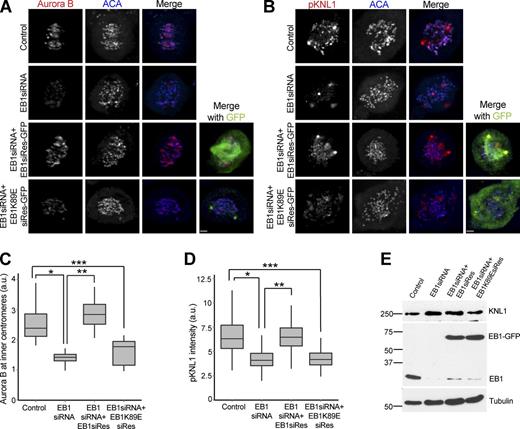 Figure 2. EB1 localizes Aurora B at the centromere in a microtubule-dependent manner. (A) Loss of centromeric Aurora B is rescued by expressing siRNA-resistant EB1 (EB1siRes) but not the EB1K89E mutant (EB1K89EsiRes). Bar, 2.2 µm. (B) Loss of KNL1(Ser60) phosphorylation was rescued by expressing siRNA-resistant EB1 but not the EB1K89E mutant. Bar, 2.3 µm. (C) Quantification of immunostaining Aurora B intensities in A. *, P = 3.78 × 10−69; **, P = 2.54 × 10−75; ***, P = 1.33 × 10−35. (D) Quantification of immunostaining phospho-KNL1(S60) intensities in B. *, P = 5.23 × 10−42; **, P = 1.34 × 10−42; ***, P = 1.02 × 10−39. (E) Western blot of HeLa lysates showing endogenous and GFP-tagged EB1 and KNL1 levels (in kilodaltons). (Additional rescue experiments are shown in Fig. S2, A–C.) The height of the boxes represents the IQR. The central horizontal lines depict the median. The top whiskers represent the 75th percentile + 1.5× IQR, and the bottom whiskers represent the 25th percentile − 1.5× IQR. a.u., arbitrary unit.
