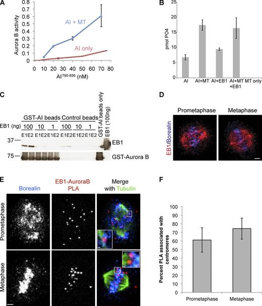 Figure 4. EB1 is in close proximity to Aurora B at centromeres. (A) Microtubules stimulate Aurora B bound to INCENP790–856 (AI790–856) activity on MBP in vitro. The assay was performed with or without 3 µM taxol-stabilized microtubules (MT). (B) EB1 does not stimulate Aurora B kinase activity alone or in combination with microtubules. AI790–-856 in vitro kinase assay, using MBP as a substrate, showing the effect of adding 3 µM taxol-stabilized microtubules and 100 ng EB1 separately or in combination. Kinase activity of 20 nM AI790–856 was assayed similarly as in A. (C) Direct interaction between EB1 and the catalytic subunit of the CPC. Recombinant Xenopus GST–Aurora B bound to a fragment of INCENP790–856 (GST-AI) on glutathione–Sepharose 4 beads was incubated with the indicated concentration of recombinant xEB1, washed, and eluted with glutathione, and the two peak fractions of the elutions (E1 and E2) were quantified by immunoblotting. GST beads were used as a control. Molecular markers are given in kilodaltons. (D) Immunostaining of EB1 and Borealin in HeLa cells. (The single channel split of images is shown in Fig. S4 A.) Bar, 2.6 µm. (E) HeLa cells immunostained for Borealin and tubulin and the close proximity of EB1 and Aurora B shown by PLA. Insets illustrate PLA at individual centromeres. Prometaphase inset is a projection of four z sections, and metaphase inset is a projection of seven z sections (PLA controls are shown in Fig. S4, C and C′). Bars: (main images) 2.4 µm; (prometaphase inset) 0.39 µm; (metaphase inset) 0.35 µm. (F) Quantification showing percentage of occurrence of PLA spots proximal to centromeres from the PLA experiment shown in C. Error bars show standard deviations.