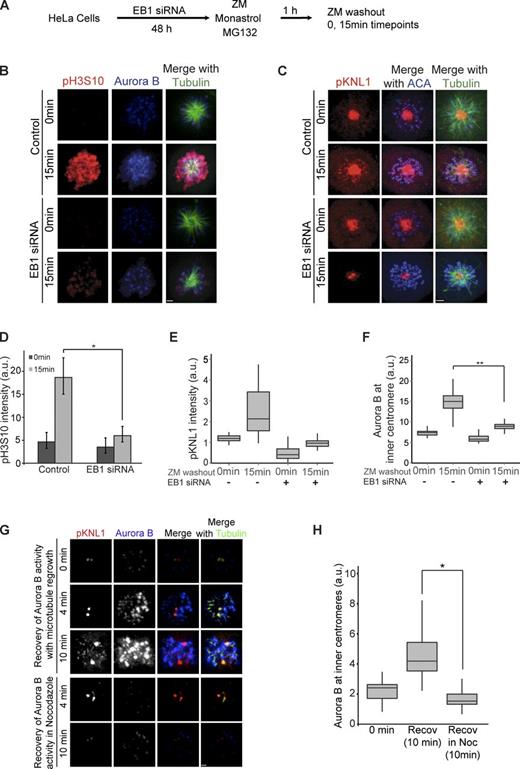 Figure 6. EB1 and microtubules are required for Aurora B to phosphorylate kinetochores and chromatin substrates in prometaphase. (A) Experimental outline of B and C. (B) HeLa cells treated with ZM, MG132, and monastrol were washed out of ZM to monitor recovery of phospho–histone H3Ser10 (pH3S10) after 15 min. EB1-depleted cells are compared with control cells treated similarly and fixed immediately (ZM washout, 0 min) or replaced in ZM-free media and fixed after 15 min (ZM washout, 15 min). Bar, 1.6 µm. (C) Spreading of Aurora activity from centromeres to kinetochores (pKNL1) requires EB1. Note that centrosomal staining is an artifact, and kinetochore staining represents phospho-KNL1. Bar, 1.7 µm. (D) Quantification of the mean total pH3S10 recovery in B. *, P = 2.2 × 10−5. Error bars show standard deviations. (E) Quantification of kinetochore phosphorylation in C. (F) Centromeric Aurora B levels from B. **, P = 5.3 × 10−157. (G) Microtubules are required for the recovery of inner centromeric Aurora B and KNL1 phosphorylation after ZM washout. Note that the phospho-KNL1 has nonspecific staining of centrosomes (Welburn et al., 2010). Bar, 1.4 μm. (H) Quantification of inner centromeric Aurora B intensities in G (n > 160). Recov, recover; Noc, nocodazole. *, P = 4.19 × 10−91. (Scheme for the experiment is shown in Fig. S5 B.) The height of the boxes represents the IQR. The central horizontal lines depict the median. The top whiskers represent the 75th percentile + 1.5× IQR, and the bottom whiskers represent the 25th percentile − 1.5× IQR. a.u., arbitrary units.