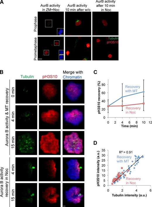 Figure 7. Aurora B activity on chromatin is regulated by microtubules in prometaphase but not in prophase. (A) Phospho–histone H3Ser10 (pH3S10) and tubulin immunostaining of prophase and prometaphase cells at the indicated conditions. Insets show chromatin staining. AurB, Aurora B; w/o, washout. (Assay scheme is shown in Fig. S5 B.) Bars, 10 µm. (B) HeLa cells in prometaphase immunostained for tubulin, phospho–histone H3Ser10 (pH3S10), and chromatin at the indicated conditions. Bar, 2.2 µm. (C) Relative pH3S10 intensity plotted as a function of time after ZM washout in the presence or absence of nocodazole. Error bars show standard deviations. (D) Correlation between total cellular pH3S10 intensity from all time points and total tubulin intensity measured per cell (R2 = 0.91). Cellular pH3S10 intensities at 0 min and recovery phases in the absence of nocodazole (Noc) are represented as blue diamonds, and intensities from cells in nocodazole are shown in red squares (n = 58; data shown are one representative experiment of three repeats). MT, microtubule; a.u., arbitrary units.