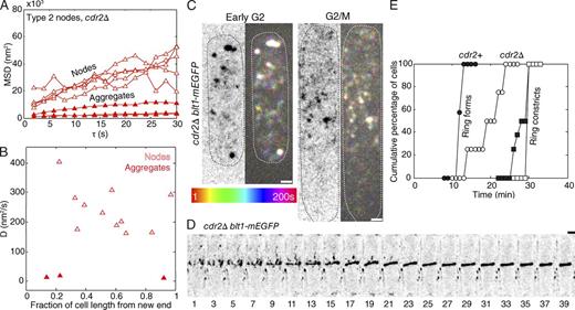 Figure 4. Behavior of type 2 nodes marked with Blt1p-mEGFP in cdr2Δ cells lacking type 1 nodes. (A) MSDs versus time step of Blt1p-mEGFP nodes in cdr2Δ cells. Symbols: five type 2 nodes with intensity <12,000 A.U. (open triangles); three Blt1p-mEGFP particles with fluorescence intensity >12,000 A.U. (closed triangles), likely aggregates of nodes. (B) Plot of diffusion coefficients of Blt1p-mEGFP nodes in cdr2Δ cells during early interphase as a function of their fractional distance from the new end of the cell. Symbols: nodes with intensity <12,000 A.U. (open triangles); particles with intensity ≥12,000 A.U. (closed triangles). (C) Pairs of micrographs with a negative contrast sum intensity projection image of three 300-nm z slices (left) and a temporal color projection image at 2-s intervals for 200 s in early and late interphase cells expressing Blt1p-mEGFP in a cdr2Δ strain (right). Many more equatorial nodes were mobile in early G2 than G2/M (also see Fig. S4). Dotted ovals outline cells. (D) Time series of reverse contrast maximum intensity projections of seven z sections taken at 600-nm steps showing the assembly of a contractile ring in a cdr2Δ cell expressing Blt1p-mEGFP. See Fig. S4 for higher time resolution. (E) Outcome plots of the time course of contractile ring assembly and constriction in cells expressing type 2 node protein Blt1p-mEGFP ±Cdr2p. Symbols: wild-type cdr2+ cells (closed circles and squares); cdr2Δ cells (open circles and squares); fraction of cells with a compact contractile ring (circles); and fraction of cells with a constricting contractile ring (squares). Time is in minutes from SPB separation. Bars, 2 µm.
