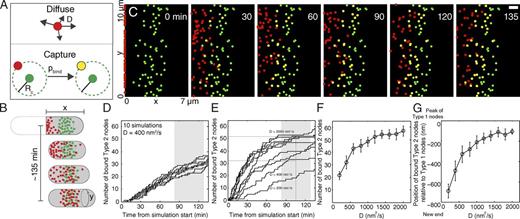 Figure 5. Simulations of a mathematical model of a diffuse-and-capture mechanism to redistribute type 2 nodes from the old to the new division site. (A) Model of diffusing type 2 nodes being captured irreversibly (yellow) by stationary type 1 nodes (green) with a probability of binding pbind if they reside within a defined capture radius Rc at any time point. (B) Drawing of the observations of type 2 nodes (red) redistributing from their origin at the new end of the cell (x = 0) until they colocalize with type 1 nodes in a broad band near the center of the cell. Y is the circumference of the cell. (C) Graphical output of a diffuse-and-capture simulation at the time points indicated. In this simulation, 65 type 2 nodes (red) started at x = 0 and diffused with D = 400 nm2/s until they were captured (yellow) by passing within 60 nm of one of the 65 type 1 nodes (green) located in a Gaussian distribution across a band centered 3 ± 0.8 µm from the new cell tip. The probability of capture was 50%. The simulation used steps of 2 s. Bar, 1 µm. Time expressed in minutes from the beginning of simulation, which corresponds to t = ∼40 min from SPB separation. Also see Fig. S5 J, in which some of the data are displayed for visual comparison with Fig. 1 B. Bar, 2 µm. (D) 10 simulations of the time course of binding of type 2 nodes to type 1 nodes with the parameters used in C. The gray region is the mean ± 1 SD of the time when type 2 nodes appeared maximally bound in live cells. (E) Dependence of simulated time courses of type 2 nodes binding to type 1 nodes on the diffusion coefficient of type 2 nodes. The horizontal dashed line indicates when 50% (bottom line) and 80% (top line) of the type 2 nodes were bound. Vertical dashed line is the mean time that type 2 nodes were maximally bound in live cells. The gray region is the mean ± 1 SD. (F) Number of captured type 2 nodes out of 65 at the end of the simulation as a function of diffusion coefficient D (n = 100). (G) Mean positions in simulations of captured type 2 nodes relative to the center of the band of type 1 nodes at 0, which is 3 µm from the new cell tip (n = 100). Error bars are ± 1 SD.