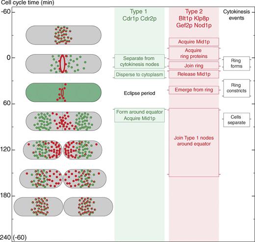 Figure 6. Summary of the node cycle with cell cycle time on the y axis. Column 1 shows cartoons of cells with type 1 nodes in green, type 2 nodes in red, and colocalized type 1 and 2 nodes in red/green. The green cell shows Cdr1p and Cdr2p dispersed in the cytoplasm during the ∼40-min eclipse period (Fig. 2 E and Table S1). Columns 2, 3, and 4 indicate the times of events. The light green and red background shading shows when node markers are organized in structures. Horizontal lines on the side of each box mark the mean time of each event. Pairs of horizontal lines represent the beginning and end of events spread over time. The time when Mid1p is handed off from type 1 to type 2 nodes is not known.