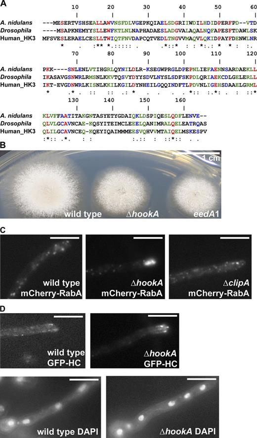 Figure 2. Sequence and functional analyses of HookA. (A) A sequence alignment of the N-terminal putative microtubule-binding domain of HookA (A. nidulans), Hook (Drosophila), and Hook3 (human_HK3). The alignment was performed using CLUSTALW (Pôle BioInformatique Lyonnais Network Protein Sequence Analysis). Residues that are identical (asterisks), strongly similar (double dots), or weakly similar (single dots) are shown as red, green, and blue characters, respectively. Also see Fig. S1. (B) Colony phenotype of the ΔhookA mutant. (C) Distributions of mCherry-RabA–labeled early endosomes in the ΔhookA mutant (also see Videos 1 and 2) and the ΔclipA mutant. An obvious accumulation of mCherry-RabA signals is found at ∼80% of the hyphal tips in the ΔhookA mutant (n = 326), whereas none of the hyphal tips in wild type (n = 240) or the ΔclipA mutant (n = 73) show the same accumulation. (D, top) GFP–dynein HC (GFP-HC) signals in wild type and the ΔhookA mutant. Maximal signal intensities (arbitrary units) of the plus-end GFP-HC comets in wild-type cells and in ΔhookA cells are 276 ± 262 (n = 25) and 268 ± 225 (n = 30), respectively, and there is no statistical difference between the values at P = 0.05. (Bottom) Images of nuclei stained by DAPI in wild type and the ΔhookA mutant. The pattern of nuclear distribution in the ΔhookA mutant is normal, as none of the mutant cells shows any cluster of four or more nuclei when grown under the same conditions that allow us to see the hyphal tip mCherry-RabA accumulation (n > 100 for wild type, and n > 100 for the mutant). Bars, 5 µm.