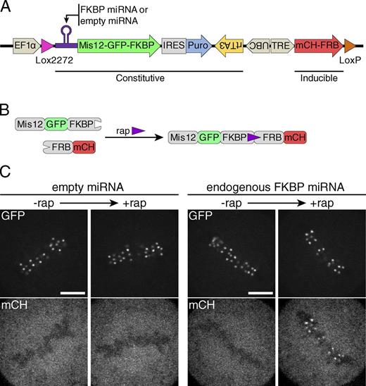 Figure 1. Endogenous FKBP depletion improves efficiency of rapamycin-mediated recruitment. (A) Diagram of a DNA cassette used to constitutively express Mis12-GFP-FKBP and miRNA, and inducibly express mCherry-FRB. The cassette is integrated between Lox acceptor sites downstream of the EF1a promoter (Khandelia et al., 2011; for details see Materials and methods). (B) Schematic representation of rapamycin-mediated recruitment of mCherry-FRB to kinetochore-localized Mis12-GFP-FKBP. (C) HeLa cells expressing Mis12-GFP-FKBP, mCherry-FRB, and either an empty miRNA backbone or miRNA against the 3′ UTR of endogenous FKBP were imaged before and ∼1 min after the addition of 500 nM rapamycin (rap). Images are representative of three independent experiments (quantified in Fig. S1 C). Bar, 5 µm.
