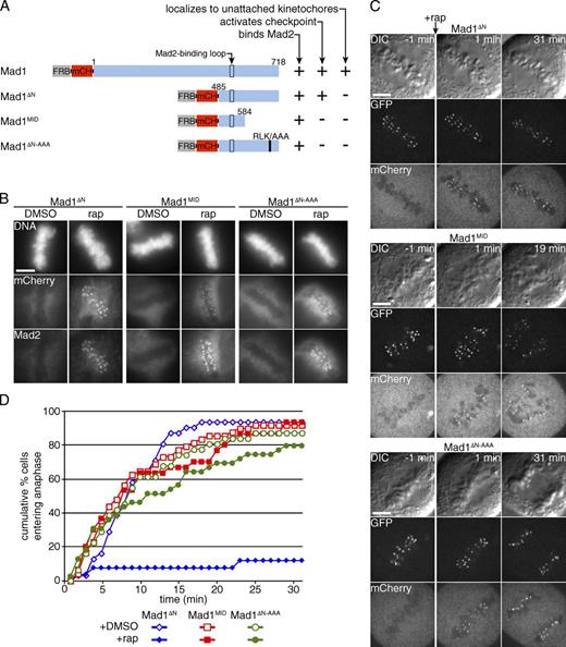 Figure 4. A conserved RLK motif in the C-terminal domain of Mad1 is required to activate the checkpoint. (A) Schematic representation of Mad1 constructs. The black outline indicates the Mad2-binding region and the black bar indicates an RLK motif mutated to AAA. (B–D) Cells expressing Mis12-GFP-FKBP, FKBP miRNA, and FRB-mCherry-Mad1 fragments as indicated. (B) Cells were treated with rapamycin (rap) or vehicle for 10 min, then fixed and stained for DNA and Mad2. Images are representative of three independent experiments (quantified in Fig. S3 C). (C) Cells were treated with rapamycin at metaphase (t = 0), then monitored for anaphase onset for 30 min. Vehicle controls are shown in Fig. S2. (D) The graph shows the cumulative percentage of cells entering anaphase over time (n ≥ 26 cells for each condition, pooled from at least independent replicates). Bars, 5 µm.