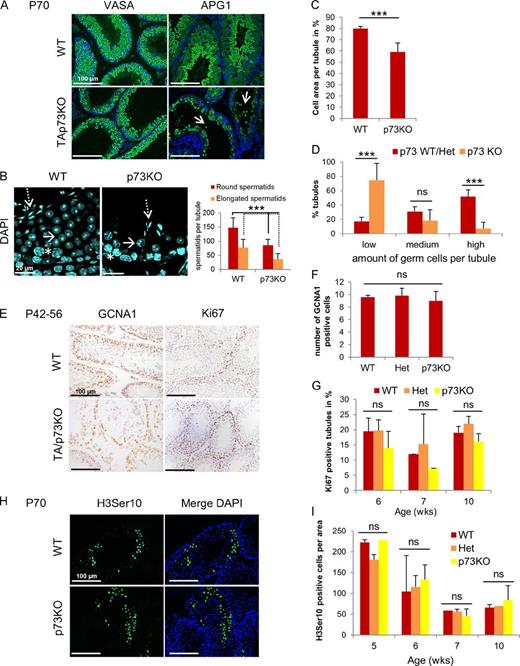 Figure 2. TAp73KO testis shows selective loss of round and elongated spermatids and spermatozoa, while spermatogonia and meiotic spermatocytes are not affected. (A) TAp73KO mice show marked loss of the later stages of developing sperm (arrows). Immunofluorescence analysis for stage-specific markers VASA (which stains spermatocytes and round spermatids) and APG1 (which stains spermatids and spermatozoa) on testes from 10-wk-old littermates is shown. (B) Round (arrow) and elongated (arrow with broken line) spermatids are strongly reduced in adult p73KO testis. DAPI staining of littermates is shown. The asterisk indicates a pachytene spermatocyte. Quantitation of spermatids is also shown. n = 4 mice/genotype, mean ± SD (error bars); ***, P < 0.005 (t test). (C) p73KO mice display a 20–30% reduction in germ cell area per total seminiferous tubular area. n = 4–5 mice/genotype, mean ± SD (error bars); ***, P < 0.005 (t test). (D) p73KO testes have more tubules with low total germ cell count. n = 5 mice/genotype, mean ± SD (error bars); ***, P < 0.005 (t test). ns, not significant. (E) TAp73KO testes show normal numbers of proliferating basal spermatogonia. Immunohistochemical analysis for GCNA1 (which marks basal spermatogonia) and proliferation marker Ki67 is shown. (F) Quantitation of basal spermatogonia in 6-wk-old mice from E. GCNA1+ cells within a distance of 120 µm from the basal lamina were counted. n = 3–5 mice/genotype, mean ± SD (error bars), P > 0.05 (t test). (G) p73KO testes have normal numbers of proliferating cells. n = 2–5 mice/genotype/age, mean ± SD (error bars), P > 0.05 (t test). (H) Meiosis is intact in p73KO testis. Immunofluorescence analysis for phosphorylated H3, which marks mitotic and meiotic cells, is shown. (I) Quantitation of meiotic cells in p73KO versus WT mice of different ages. No difference in the number of H3Ser10-positive cells was detected. n = 2–5 mice/genotype/age. (F, G, and I) Results indicate mean ± SD (error bars), P > 0.05 (t test). See also Fig. S2.