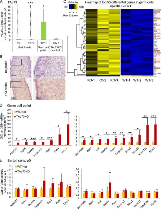 Figure 6. TAp73 is exclusively expressed in germ cells and regulates germ cell adhesion onto Sertoli cells by modulating the transcriptional program of germ cells. (A) TAp73 is exclusively expressed in germ cells, whereas Sertoli cells have undetectable levels independent of passaging (P0–P3). The germ cell fraction of TAp73KO testis served as a negative control. qRT-PCR, n = 5–10 independent fractions each, mean ± SD (error bars). ***, P < 0.005 (t test). See also Fig. S5 A. (B) RNA in situ hybridization for TAp73 in WT seminiferous tubules. Signal intensity for TAp73mRNA (pink dots) is strongest in the upper germ layers containing maturing germ cell stages, and weaker in the basal part of the epithelium, which harbors stem and immature germ cells and Sertoli cell bodies. Both magnified panels (enlarged on the right) are also shown in Fig. S5 B. (C) Germ cell–specific microarray analysis from freshly isolated germ cells of adult TAp73KO versus WT littermates. n = 3 mice/genotype. The heat map shows the top 50 of 71 differentially regulated genes that were at least twofold up- or down-regulated in KO germ cells. 12 adhesion genes (17%, red boxes) are equally up-regulated in whole TAp73KO testis microarray. See also Table S2. (D and E) Only TAp73KO germ cells exhibit deregulation of a broad panel of adhesion-associated genes including TIMP1, Serpina3n, Serping1, Serpinb6b, Tnfrsf12a, Adam23, Itga5, ItgaX, Wnt4, MMP23, P2ry2, Gpnmb, Clec7a, Spp1, Syk, Pdpn, and Mpzl2. qRT-PCR validation of microarray results from Fig. 6 C and Fig. S5 C in freshly isolated germ cells (D) versus isolated Sertoli cells (p0; E) from TAp73KO and WT mice (n = 3). In contrast, expression levels were not changed in KO Sertoli cells (t test was not significant). qRT-PCR, n = 3 independent fractions/cultures, mean ± SD (error bars). *, P < 0.05; **, P < 0.01; ***, P < 0.005 (t test).
