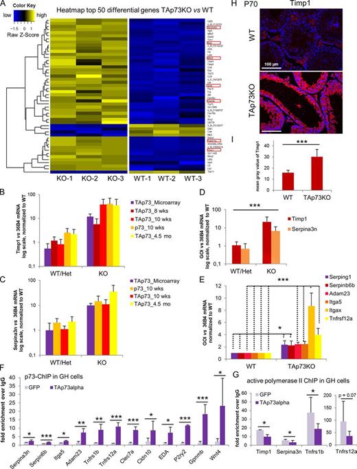 Figure 5. In the male germ line, TAp73 controls a transcriptional program of balanced cell adhesion and migration within the germinal epithelium. Inhibitors of proteases and serine peptidases, proteases, receptors, and integrins are dysregulated in TAp73KO testis. (A) Microarray analysis of whole testis from 10-wk-old TAp73KO versus WT littermates. n = 3 mice/genotype. The heat map shows the top 50 of the 159 differentially regulated genes that were at least twofold up- or down-regulated in KO testis. Of those, 26 genes (16.4%) are associated with adhesion and migration. Examples are highlighted. (B–D) Timp1 and Serpina3n are highly up-regulated in KO testes. Quantitation of Timp1 (B) and Serpina3n (C) mRNA in p73KO, TAp73KO, and WT testis was performed with qRT-PCR. Whole testes of mice from A (TAp73_Microarray) and additional testes from littermates of different ages were analyzed. n = 3–6 mice/genotype and age, mean ± SD (error bars). (D) Summary of Timp1 (B) and Serpina3n (C) expression in adult mice. GOI, gene of interest. n = 16–22 mice/genotype, mean ± SD (error bars). ***, P < 0.005 (t test). (E) Adhesion- and migration-associated genes like serine peptidase inhibitors Serping1 and Serpinb6b, metallopeptidase Adam23, integrins Itga5 and Itgax, and TNF receptor Tnfrsf12a are up-regulated in KO mice. Quantitation of mRNAs from adult TAp73KO and WT testis via qRT-PCR is shown. n = 3 mice/genotype, mean ± SD (error bars). *, P < 0.05; ***, P < 0.005 (t test). (F) Validation of direct TAp73α binding to promoters of adhesion-related genes. ChIP assays were performed on chromatin from GH testicular carcinoma cells transiently expressing TAp73α. Binding is quantitated as fold enrichment over IgG, comparing control (GFP)- and p73-transfected cells. n = 3 independent samples, mean ± SD (error bars). *, P < 0.05; **, P < 0.01; ***, P < 0.005 (t test). (G) Binding of active Polymerase II to the indicated genes in targeted ChIP assays in GH cells. Upon TAp73α expression, transcription of several genes including Timp1, Serpina3n, Tnfrsf1b, and Tnfrsf12a is repressed due to decreased PolII binding. Binding is quantitated as fold enrichment over IgG, comparing control (GFP)- and p73-transfected cells. n = 3 independent samples, mean ± SD (error bars). *, P < 0.05 (t test). (H) Seminiferous epithelium of TAp73KO mice expresses greatly elevated levels of Timp1. Immunofluorescence of adult testis is shown. Interstitial Leydig cells show unspecific staining. (I) Quantitation of Timp1 staining in H. n = 5–7 mice/genotype, mean ± SD (error bars). ***, P < 0.005 (t test). See also Fig. S4 and Tables S1 and S2.