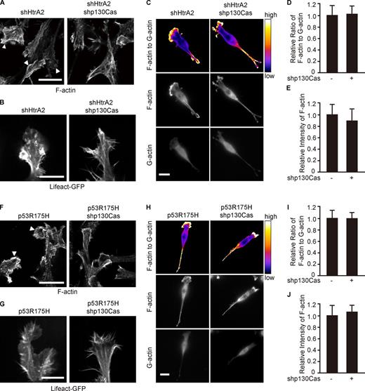 Figure 5. Knockdown of p130Cas suppresses lamellipodia formation in Ras-transformed cells. (A–E) NIH3T3 cells were infected with Ha-RasV12– and HtrA2/Omi shRNA–expressing retroviruses together with a control or p130Cas shRNA–expressing retrovirus. (F–J) NIH3T3 cells were infected with Ha-RasV12– and p53R175H-expressing retroviruses together with a control or p130Cas shRNA–expressing retrovirus. (A and F) Confocal images of cells stained for F-actin. Arrowheads indicate lamellipodia. Bar, 20 µm. (B and G) Cells were transfected with a Lifeact-GFP expression vector to label F-actin. Single section of protrusions from Videos 2 and 3 (B) or Videos 4 and 5 (G). Bars, 10 µm. (C and H) Cells were stained for F-actin (middle) and G-actin (bottom). Ratio images of F/G-actin (top). Bars, 20 µm. (D, E, I, and J) Intensity ratios of F/G-actin (D and I) or F-actin (E and J) were quantified from images in C and H. Values were normalized with the mean value of the control cells. Data represent the mean ± SD; n = 28 cells.