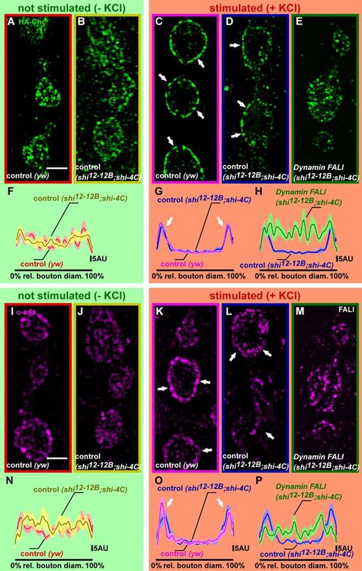 Figure 5. Stimulus-dependent Chc and α-Ada recruitments are blocked upon Dynamin photoinactivation. (A–H) Superresolution imaging of HA-Chc fusion proteins with anti-HA antibodies, using structured illumination microscopy in not stimulated (−KCl) and stimulated (+KCl; 90 mM for 5 min) preparations. (A and B) Labeling of yw; HA-chc controls (yw) and shi12-12B/Y; HA-chc/shi-4C without FALI at rest (−KCl). Note the presence of Chc in the bouton center and at the bouton periphery as quantified in F (n = 10 boutons from three larvae); see Materials and methods and also Fig. S3. rel., relative. (C–E) Labeling of yw; HA-chc (yw) and shi12-12B/Y; HA-chc/shi-4C, stimulated with KCl without Dynamin inactivation (blue; C and D) and with Dynamin inactivation using FALI (E). Note that in the stimulated controls (C and D), Chc becomes more concentrated in the bouton periphery than in animals in which Dynamin was inactivated (E) as quantified in G and H (n = 11–12 boutons from four to five larvae); see Materials and methods and also Fig. S3. (I–P) Superresolution imaging of α-Ada using structured illumination microscopy in not stimulated (−KCl) and stimulated (+KCl; 90 mM for 5 min) preparations. (I and J) Labeling of yw controls (yw) and shi12-12B/Y; shi-4C/+ without FALI at rest (−KCl). Note the presence of α-Ada in the bouton center and at the bouton periphery as quantified in N (n = 9–10 boutons from three to four larvae); see Materials and methods and also Fig. S3. (K–M) Labeling of yw (yw) and shi12-12B/Y; shi-4C/+, stimulated with KCl without Dynamin inactivation (blue; K and L) and with Dynamin inactivation using FALI (M). Note that in the stimulated controls (K and L), α-Ada becomes more concentrated in the bouton periphery than in animals in which Dynamin was inactivated (M) as quantified in O and P (n = 9–10 boutons from four to five larvae); see Materials and methods and also Fig. S3. SEM is shown in the lighter shade. Arrows, plasma membrane. Bars, 2 µm.