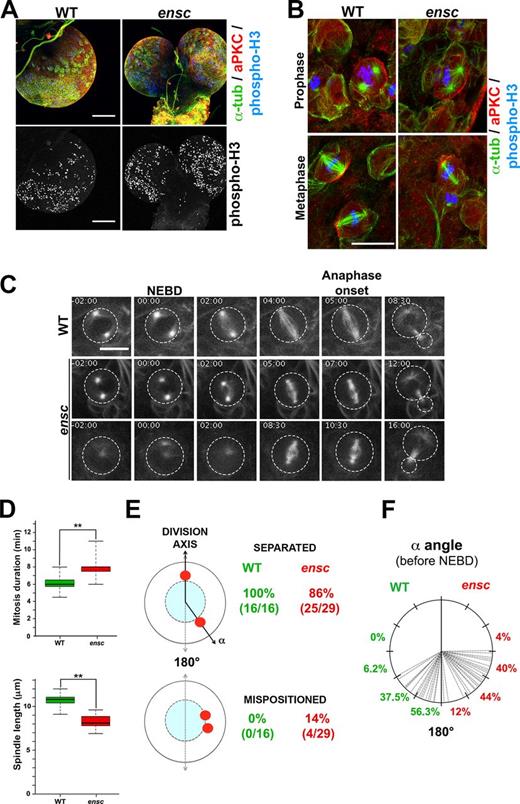 Figure 1. ensc mutant Nbs display centrosome separation defects and shorter metaphase spindles. (A) Overview of the optic lobes in WT and ensc mutant flies. ensc mutant larvae have small lobes and elevated numbers of mitotic cells. (B) Mitotic cells from WT or ensc mutant brains. A centrosome separation defect is detected in ∼15% of the ensc mutant prophase cells (top). ensc mutant metaphase spindles are shorter (bottom) than those in WT Nbs. aPKC is shown in red, tubulin in green, and phospho-histone H3 Ser10 in blue (gray in the bottom of A). Bars: (A) 100 µm; (B) 10 µm. (C) Dividing WT (top and Video 1) and ensc mutant (middle and bottom, and Videos 2 and 3) Nbs expressing β-tubulin–GFP. Note the mitotic delay in the ensc mutant, the shorter spindles, and the centrosome-positioning defect (bottom). Time is given in minutes:seconds. 00:00 corresponds to NEBD. The circles indicate the contours of the cells. Bar, 10 µm. (D) Analyses of the duration of mitosis (top) and spindle length (bottom) in WT (green) and ensc mutant (red) Nbs. Mitosis lasted 6.1 ± 0.9 min in the WT (n = 23) and 8.0 ± 1.2 min in the mutant (n = 37; **, P = 1.10 × 10−7). Spindle length was 10.7 ± 0.7 µm in the WT (n = 15) and 8.2 ± 1.2 µm in ensc mutants (n = 23; **, P = 1.10 × 10−7). (E) Analysis of centrosome separation in WT (green) and ensc mutant (red) Nbs at NEBD. 14% of ensc mutants display incomplete centrosome separation and severe mispositioning (Video 3). In the other cases (Video 2), the angle between the centrosomes relative to the center of the nucleus is measured (F). In WT, 93.8% of prophase cells have their basal centrosome oriented between 120° and 180°. In ensc mutants, only 56% of the cells position their centrosome in this region and 44% of the cells show an angle between 60° and 120°.