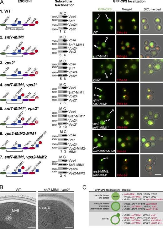 Figure 4. The MIMs of Vps2 and Snf7 couple ESCRT-III disassembly to ILV biogenesis. (A) Sections 1–7 show schematic representation of ESCRT-III complexes, the corresponding subcellular fractionation, and live-cell microscopy using GFP-CPS and FM4-64. Bar, 5 µM. Membrane fractions (M) and cytoplasmic fraction (C) of the indicated mutants were analyzed by SDS-PAGE and Western blotting. The uncut films are shown in Fig. S3 A. V, vacuole; E, class E compartment; DIC, differential interference contrast. (B) Transmission EM of cryofixed WT cells and snf7-MIM1, vps2* mutants with class E compartments. Bar, 250 nm. (C) GFP-CPS–sorting phenotypes of the tested strains with different chimeric ESCRT-III complexes.