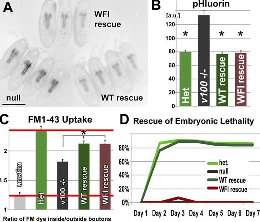 Figure 4. CaM binding to V100 is required for viability but not for acidification or stimulated vesicle cycling in Drosophila embryos. (A) Panneuronal synaptopHluorin expression in live embryos reveals increased fluorescence in null mutant embryos that is fully rescued with v100WFI. (B) Quantification of synaptopHluorin acidification measurements. (C) Quantification of FM1-43 uptake experiments at the embryonic NMJ (≥10 embryos per genotype; representative images in Fig. S3 H). The bottom red line indicates the FM1-43 dye intensity before stimulation (background); the top red line indicates the maximum FM1-43 intensity observed in heterozygote control animals. (D) Survival curves of 100 embryos per genotype. Wild-type (WT) rescue and v100WFI (WFI) rescue reflect neuron-specific expression of each variant in a null mutant embryo. Asterisks denote significance in pairwise t tests with the null mutant. Bar, 200 µm. Error bars show SEM. a.u., arbitrary unit; Het, heterozygous; unstim, unstimulated.