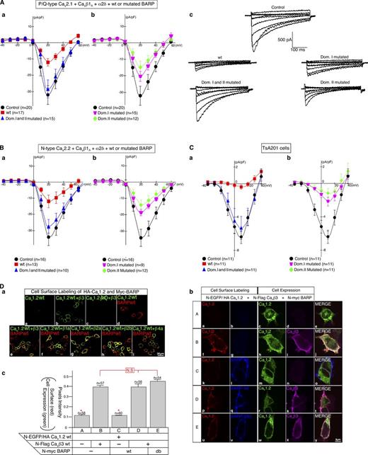 Figure 6. BARP down-regulates voltage-gated Ca2+ channel activity without affecting its cell surface expression. (A–C) BARP down-regulates VGCC activity. Effect of BARP on activity of P/Q (A)- or N (B)-type Ca2+ channels reconstituted in BHK cells or on VGCCs in tsA201 cells (C). (A and B) BHK cells stably expressing Cav2.1 (P/Q type) or Cav2.2 (N type) together with Cavβ1a and Cavα2δ were transfected with a vector carrying WT or mutated BARP and EGFP cDNAs, and cells expressing EGFP were selected for electrophysiology. (C) tsA201 cells were cotransfected with a vector carrying WT or mutated BARP and mCherry cDNAs, a vector containing Cav1.2, and an internal ribosomal entry site followed by Cavβ3 and EGFP cDNAs, and cells expressing mCherry and EGFP were selected for electrophysiology. Current–voltage (I–V) relationships of the different Ca2+ channels in the different cells expressing the different BARP proteins (a and b) as well as the traces for P/Q (c)- and N (Fig. S5 A)-type channel recordings are shown. Three independent experiments were performed each, and the data were combined to obtain the indicated n values. Shown are the means ± SEM. Paired Student’s t test at 20 mV. For P/Q-type channels, control versus BARP WT or domain II mutated (P < 0.01) and control versus BARP domain I mutated (P < 0.05) are shown. For VGCCs in tsA201 cells, control versus BARP WT and domains I or II mutated (P < 0.01) are shown. For better readability, the data are plotted in two individual graphs; hence, the curve for the controls in a and b is identical. (D) BARP does not affect cell surface expression of Ca2+ channels in tsA201 cells. (a) Cell surface expression of HA epitope–tagged Cav1.2 and N-Myc–BARP was monitored in the presence or absence of Cavβ3 by immunofluorescence microscopy. tsA201 cells were cotransfected with cDNAs for WT HA-Cav1.2 or an AID mutant defective in Cavβ3 binding, Myc-BARP, and Cavβ isoforms. Cav1.2 and BARP expressed at the cell surface in nonpermeabilized cells were detected using Ab to the extracellular HA epitope in Cav1.2 and Myc in BARP. (b) Cell surface expression of N-EGFP/HA-Cav1.2 and N-Myc–BARP was monitored in the presence or absence of Cavβ3. tsA201 cells were cotransfected with cDNAs for N-EGFP/HA-Cav1.2 alone (A) either together with N-Flag–Cavβ3 (B) or N-Myc–BARP (C) or with Flag-Cavβ3 and WT BARP or BARP with domains I and II mutated (D and E). Cav1.2 and BARP expressed at the cell surface in nonpermeabilized cells were detected using Ab to the extracellular HA epitope in Cav1.2 and Myc in BARP. Cellular expressions of EGFP-Cav1.2 and Cavβ3 are shown. Merged images are shown on the right. (c) Quantification of channel cell surface expression is stated as the relative surface expression of HA versus EGFP-Cav1.2 (red/green). Unpaired Student’s t test: *, P < 0.01. db, both domains I and II mutated; Dom., domain.