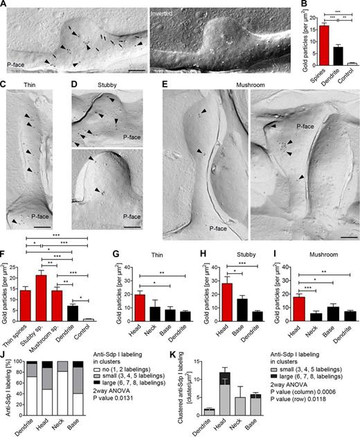 Figure 8. Visualization of membrane-associated syndapin I via immunolabeling of freeze-fractured replica of hippocampal neurons. (A) Electron micrograph of an anti–syndapin I immunogold labeled (arrowheads) replica of a dendrite section of rapid-frozen, freeze-fractured primary rat hippocampal neurons (DIV 16). Examples of intramembrane particles (arrows) identifying the P-face. Right, inverted image (light = C/Pt shadowing direction). (B) Quantitation of anti–syndapin I labeling densities in spine, dendrite, and control areas. (C–E) Electron micrographs of anti–syndapin I–labeled (arrowheads) freeze-fracture replica showing thin (C), stubby (D), and mushroom spines (E). Bars, 200 nm. (F) Labeling densities in the different spines. (G–I) Intra-spine distribution (head, neck, base) of syndapin I at membranes of thin (G), stubby (H), and mushroom spines (I). (J) Simplified summary of anti–syndapin I cluster analyses at dendritic membranes and at membranes of spines (full data, Fig. S5 H). (K) Quantitation of the density of clustered anti–syndapin I labeling in different spine regions and at dendritic membranes. *, P < 0.05; **, P < 0.01; ***, P < 0.001. Data represent mean ± SEM (error bars).