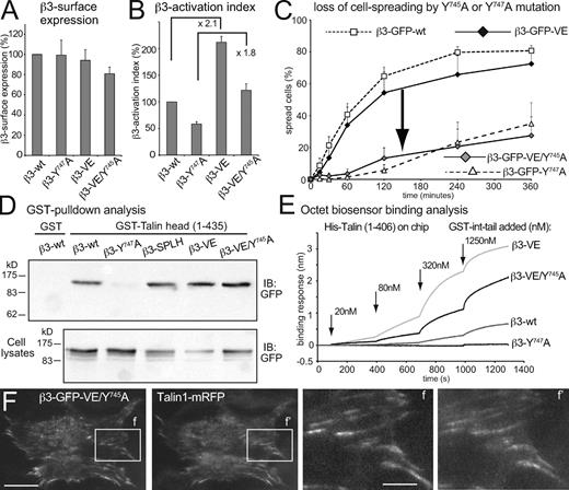 Figure 3. Loss of cell spreading in the β3-GFP-VE/Y745A chimera despite high affinity talin binding. (A) Cell surface expression levels of β3-GFP-VE chimera and β3-GFP-VE/Y745A double mutant. (B) β3 integrin activation index in the presence of Y745A and Y747A mutations in transiently transfected NIH-3T3 cells. (C) Spreading curves of NIH-3T3 cells transiently transfected with the constructs used in A and B. Note the reduced cell spreading with the double mutant (β3-GFP-VE/Y745A). Arrow indicates the loss of cell spreading induced by the Y745A mutation. (D) Pull-down assay using GST–talin head fusion protein is shown, and lysates from COS-7 cells, which were transiently transfected with wild-type, Y747A, SPLH, VE, and VE/Y745A mutant β3-GFP-integrins. Note the equal pull-downs of the β3-VE integrin despite lower concentrations in lysates. The full blots are shown in Fig. S3. (E) Octet biosensor analysis of the interaction between GST-β3-tail chimeras and Ni-NTA sensor functionalized with His-tagged talin head (1–406 aa). (F) Representative TIRF images of NIH-3T3 cells spread for 6 h on 1 µg/ml VN, transiently transfected with β3-VE/Y745A-GFP-integrin chimera and talin1-mRFP. Error bars show standard error. IB, immunoblot; wt, wild type. Bars: (F) 25 µm; (f and f′) 10 µm.